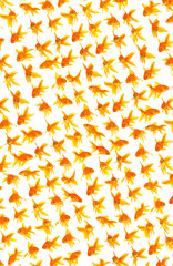Wall Mural - Goldfishes