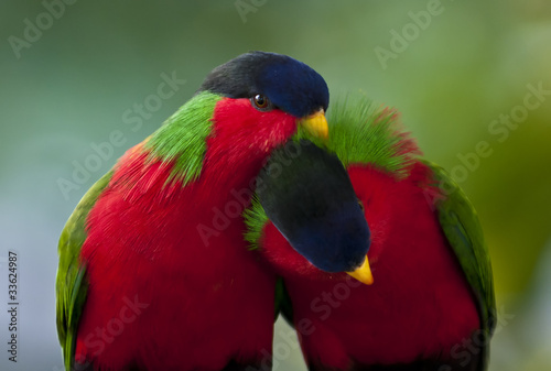 Obraz na płótnie canvas dwuczęściowy "dyptyk" Collared lory