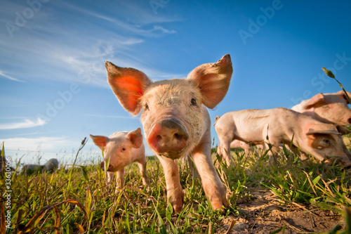 Cuadros en Lienzo One cute pig curious on the camera