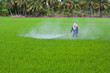 Farmer spraying pesticide on rice field
