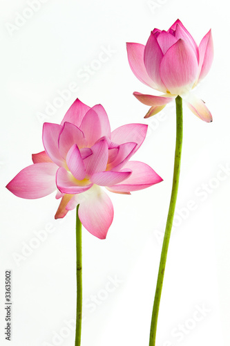 Twain pink water lily flower (lotus) and white background. Poster