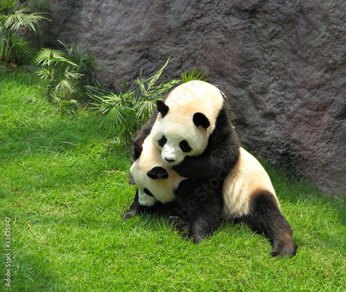 Obraz na płótnie canvas trzyczęściowy "tryptyk" Dwie gry panda