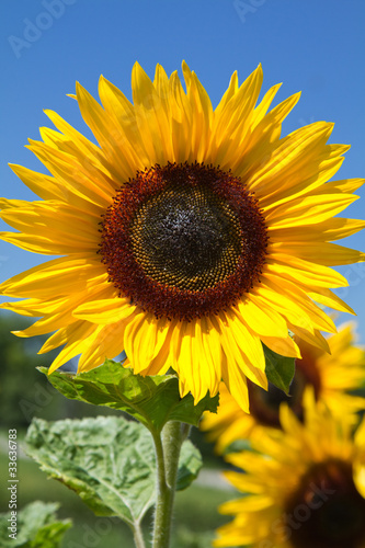 Board z aluminiowym obramowaniem Kwitnące słoneczniki (helianthus)