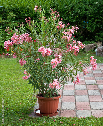 Nerium OLEANDER 'ROSA' (Олеандр): купить 3 семени c доставкой почтой 