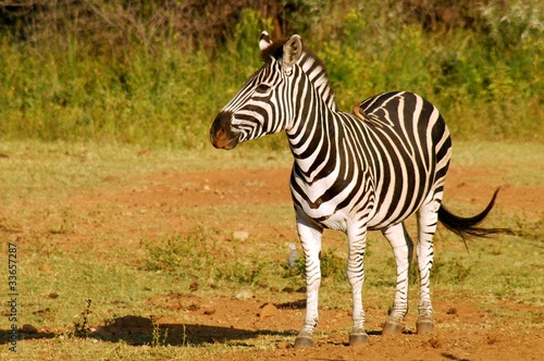 Obraz na płótnie canvas czteroczęściowy "tetraptyk" Zebra z ptakiem na grzbiecie w bushveld