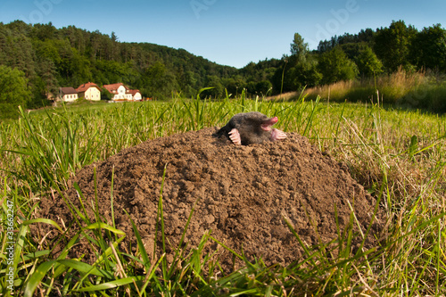 Fotografie, Obraz Ein Maulwurf ruht sich auf seinem Haufen aus.