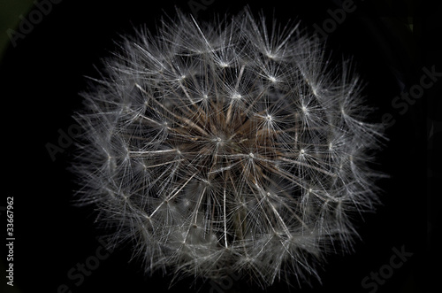 Obraz na płótnie canvas Taraxacum (mniszek lekarski)