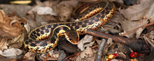 Garter Snake (Thamnophis Sirtalis)