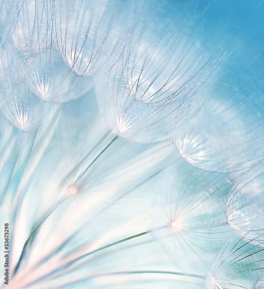 Abstract dandelion flower background - obrazy, fototapety, plakaty 