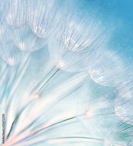 Naklejka na drzwi Abstract dandelion flower background