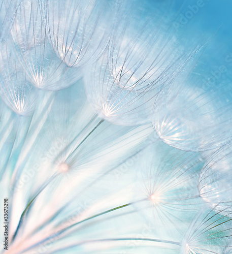 Fototapeta na wymiar Abstract dandelion flower background