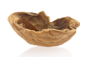 Sticker - walnut shell