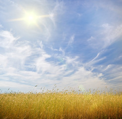 Young wheat on blue sky background