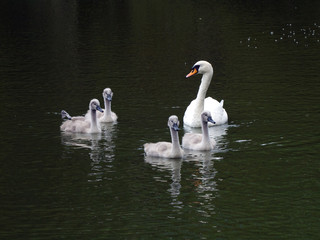 Canvas Print - Swan and Cygnets