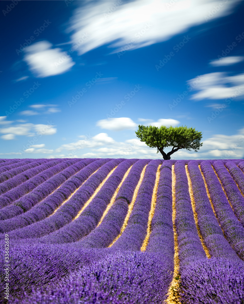 Lavande Provence France / lavender field in Provence, France