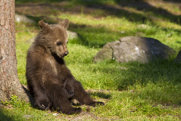 brown bear cub (ursus arctos) resting in the sunshine