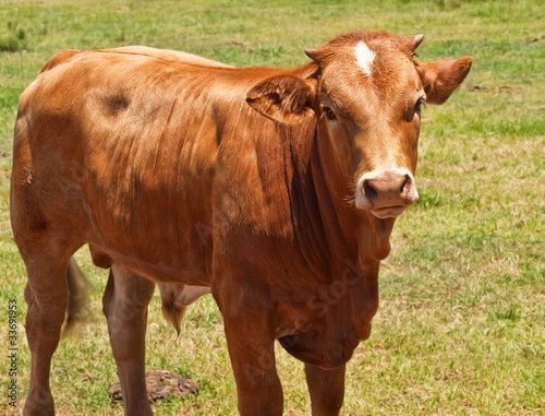 Board z aluminiowym obramowaniem Australijski bydło, młody hereford angus krzyżuje krowy krowa