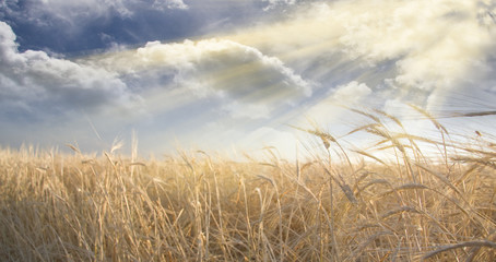 Wall Mural - Field and Sky