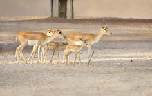 Beautiful Antelopes And Calfs