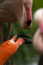 Portrait Of A Two Flamingos Red And Pink