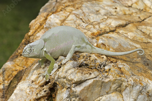 Naklejka samoprzylepna Kameleon siedzący na wielkiej skale zajęty rzucaniem skóry; 