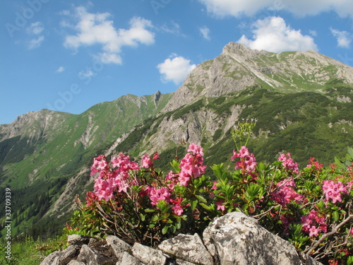 Obraz na płótnie canvas Alpenrosen