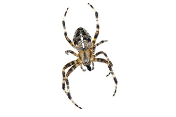 Cross spider