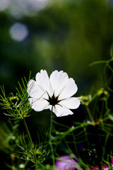 Wall Mural - Cosmos bipinnatus