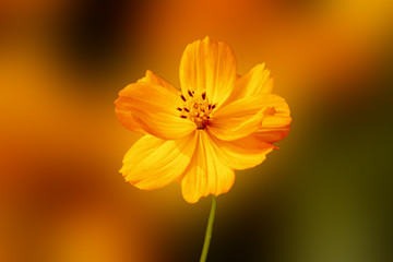 Wall Mural - Cosmos bipinnatus