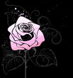 pink rose painted paint