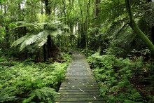 Pathway In Lush Green Tropical Jungle Forest