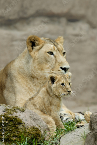 Board z aluminiowym obramowaniem Lew (panthera leo) z młodym