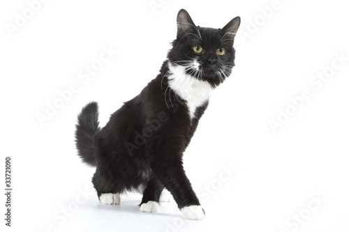 Pas De Danse Du Chat Noir Et Blanc Buy This Stock Photo