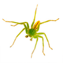 Green Huntsman Spider Macro - Isolated, Micrommata Virescens