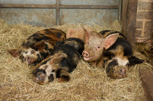 Sleepy Pigs
