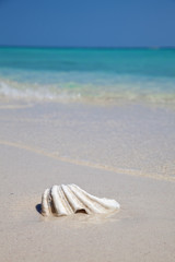 Wall Mural - Mussel on an exotic beach