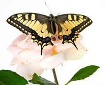 Tiger Swallowtail (Papilio Glaucus) Butterfly On A Cone-flower