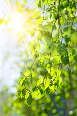 Poster - Background of fresh green leaves of birch