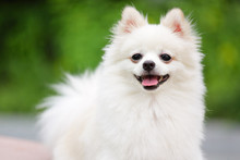 Adorable White Pomeranian