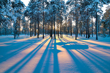 Sunset In A Winter Forest.