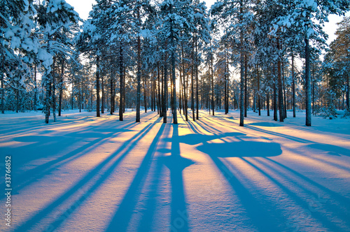 Plakat na zamówienie Sunset in a winter forest.