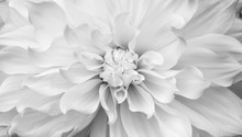 Black And White Chrysanthemum