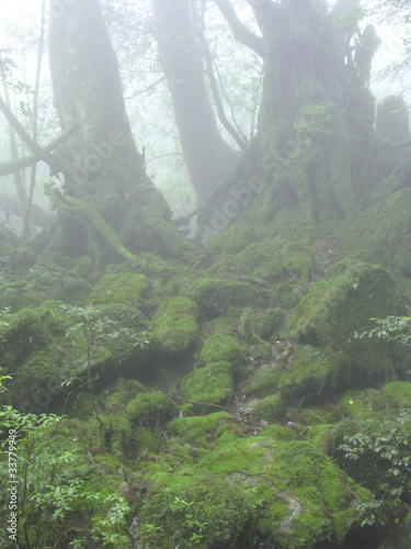 Board z aluminiowym obramowaniem Las Yakushima