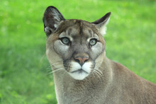 Closeup Of Cougar Or Mountain Lion In The Grass