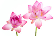 Twain Pink Water Lily Flower (lotus) And White Background.