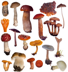 Sticker - large mushrooms collection isolated on white