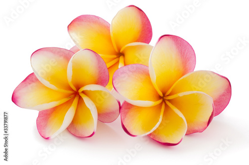 Naklejka dekoracyjna Frangipani, Plumiera, Frangipanni