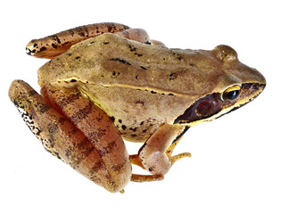 Wall Mural - brown frog Rana temporaria isolated on white