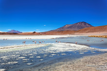 Laguna De Canapa, Altiplano, Bolivia, South America