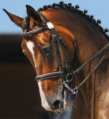 Wall Mural - Dressage: portrait of bay horse